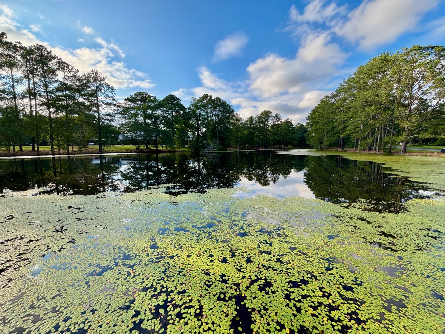 A South Carolina pond covered in lily pads surrounded by pine trees